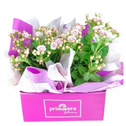  Kalanchoe Box