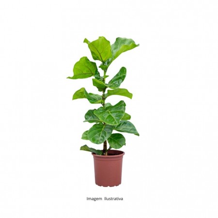 Ficus Lyrata P15