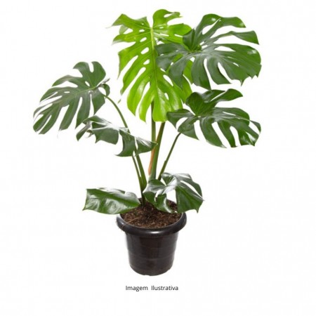 Monstera p27