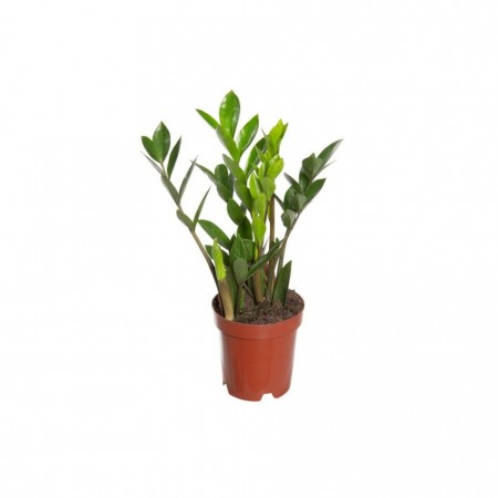 Zamioculcas P11