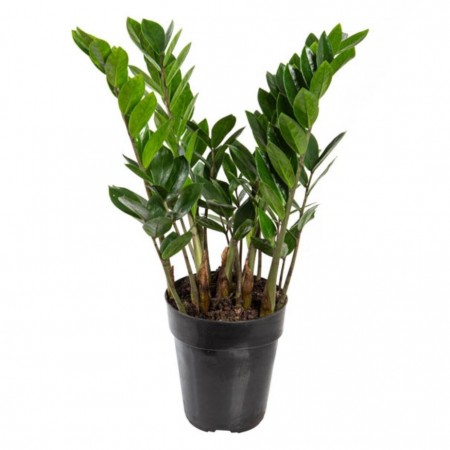 Zamioculcas P27