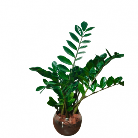 Zamioculcas Media no Vidro