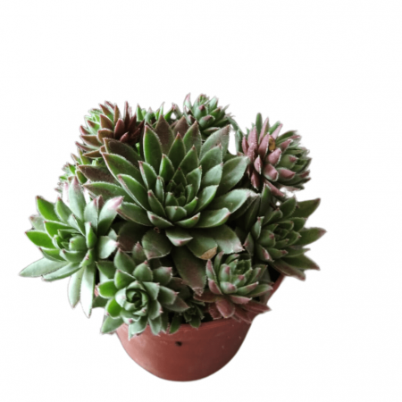 Suculenta Sempervivum p06